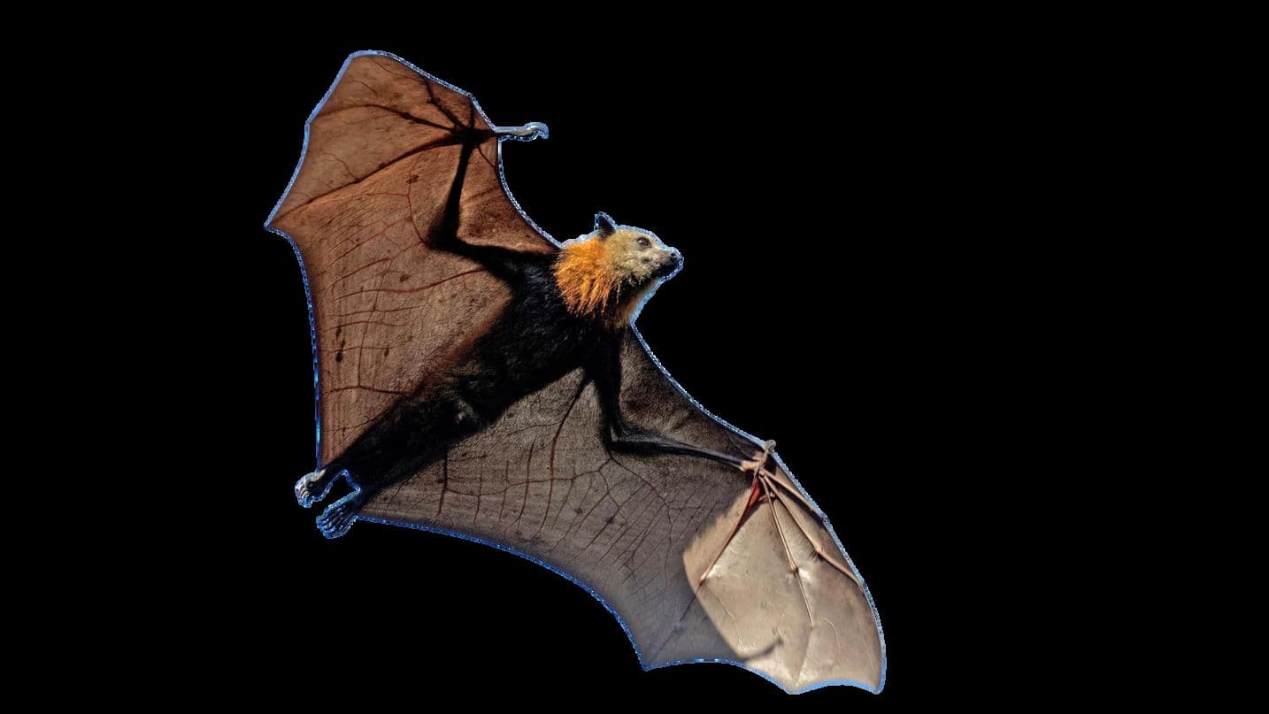 Namdapha Flying Squirrel