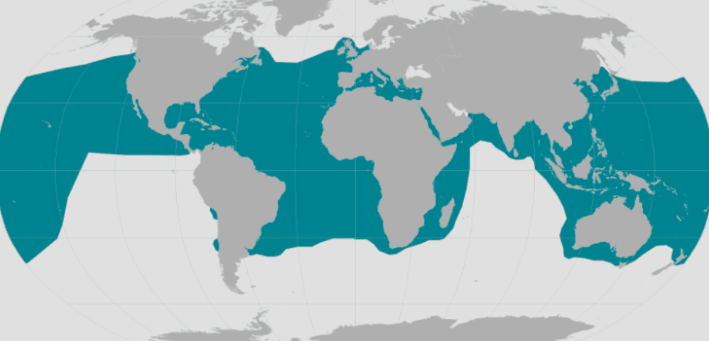 Illustration for Shrinking Loggerhead Sea Turtles