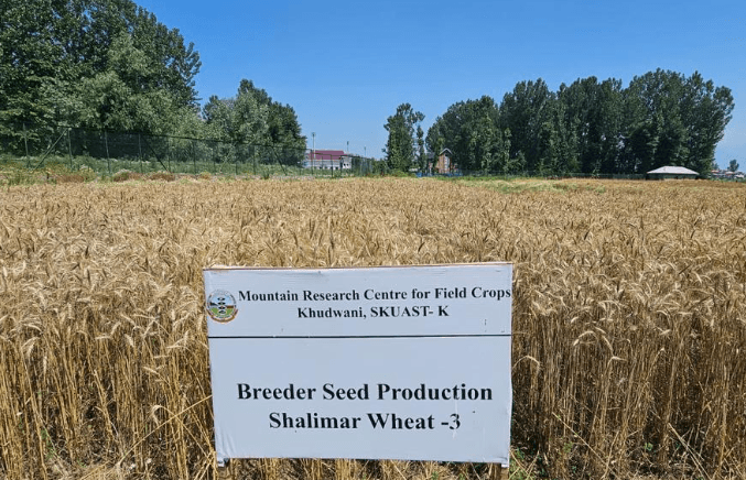 Illustration for Shalimar Wheat Early-Maturing Varieties