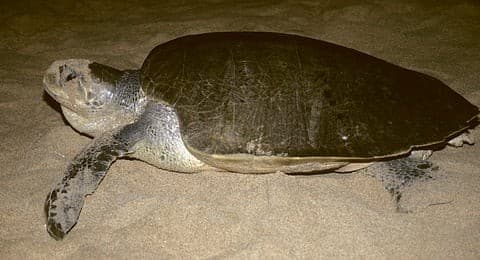 Illustration for Record Defence Capital Allocation 2026-27