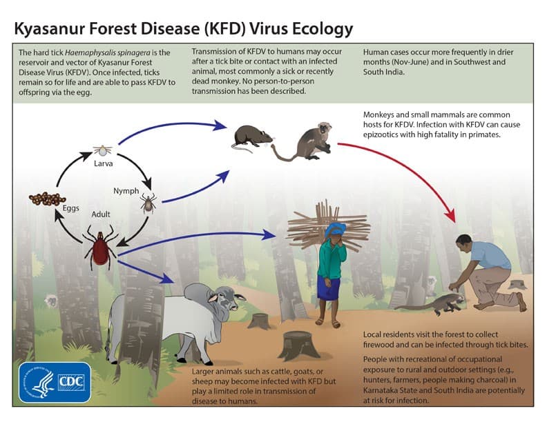 Illustration for Kyasanur Forest Disease Highlights