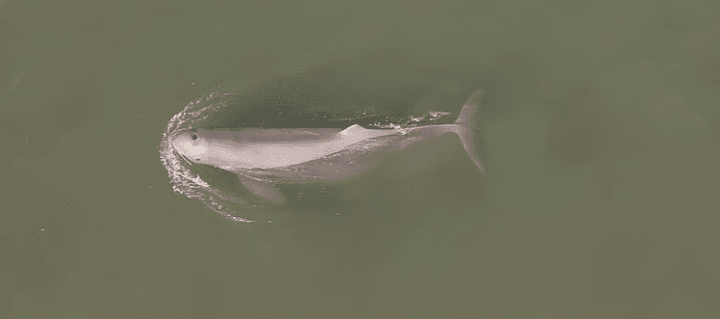 Illustration for Odisha Marine Dolphin Census 2026