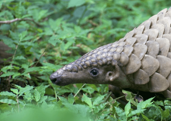 Illustration for Sangtam Naga Community Pangolin Protection
