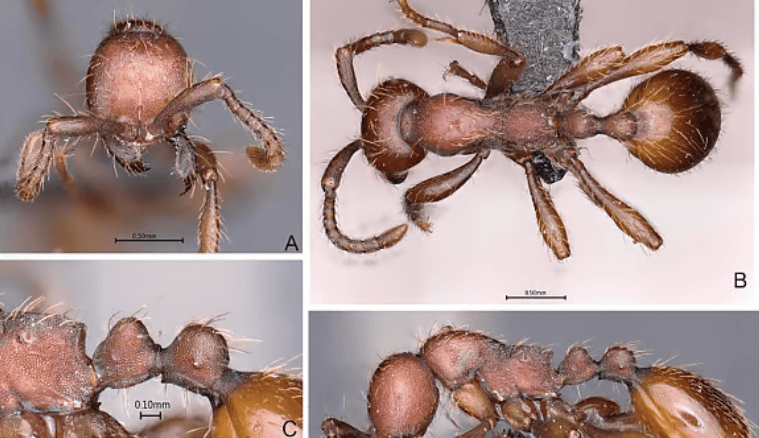 Illustration for New Army Ant Species Discovery