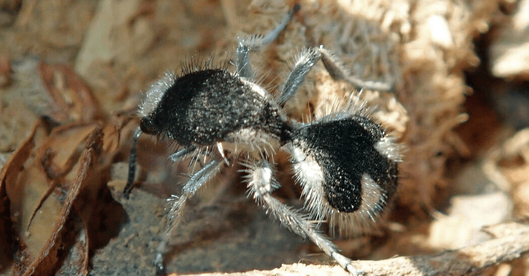 Illustration for Torrijos-Carter Panama Canal Treaties (Panama Canal Treaty)