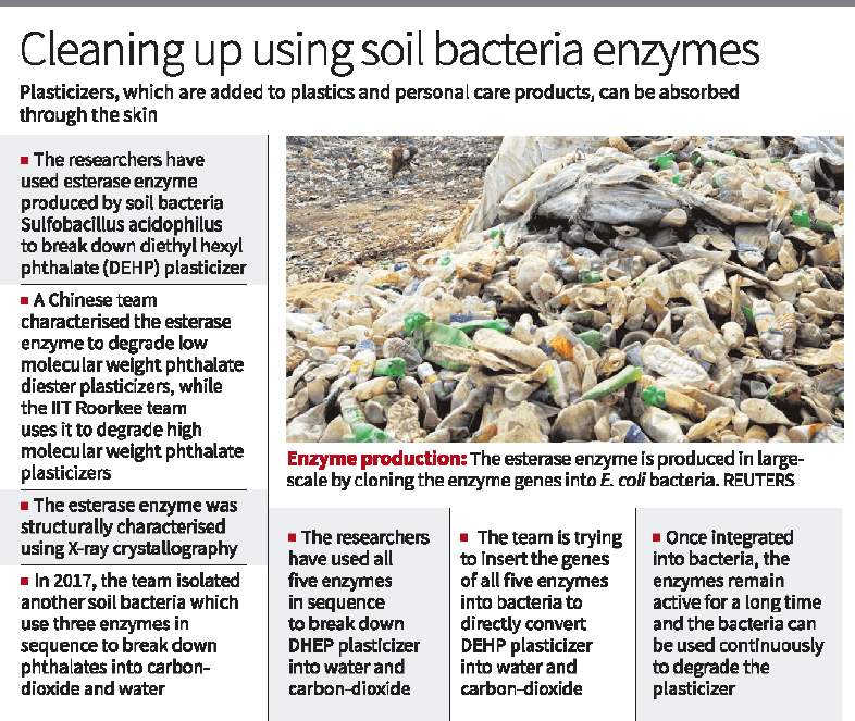 Illustration for Bacterial Degradation of DEHP (Bioremediation)