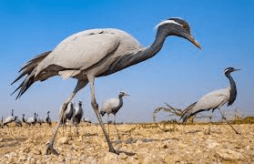 Illustration for Oyster Antimicrobial Proteins (Novel Antibiotics)