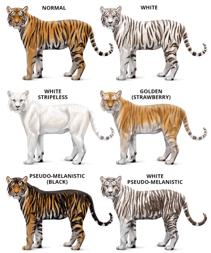 Illustration for Melanistic Tiger Poaching Case (Melanistic Tiger)