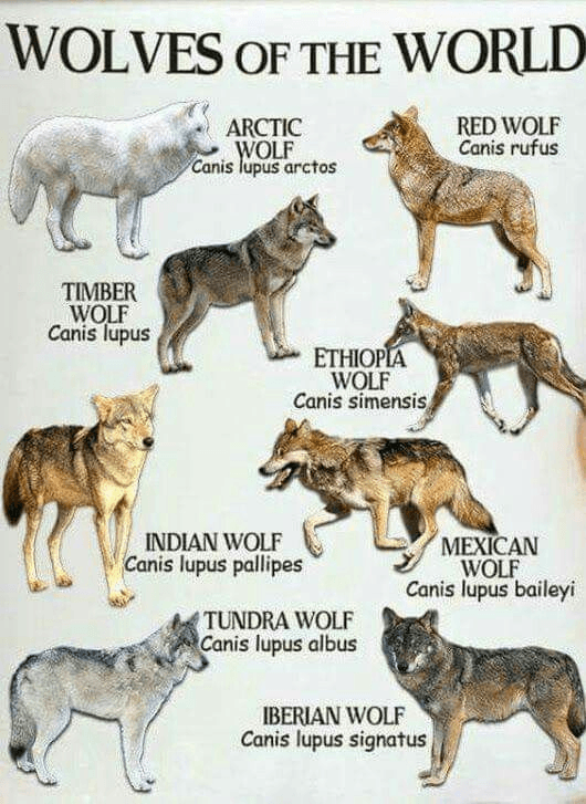 Illustration for Indian Grey Wolf Status (Canis lupus pallipes)