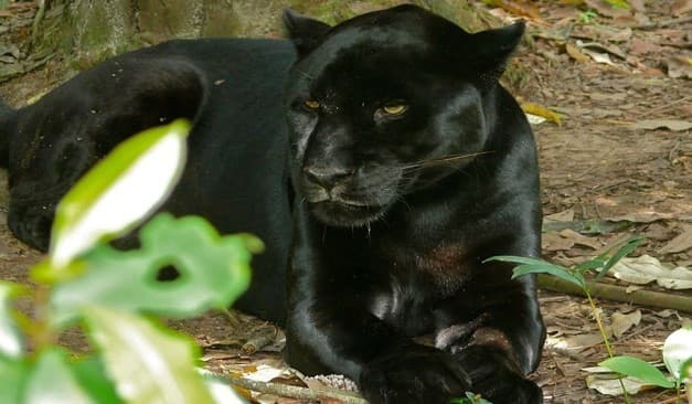 Illustration for Black Panther Melanistic Big Cat (Melanistic Big Cat)