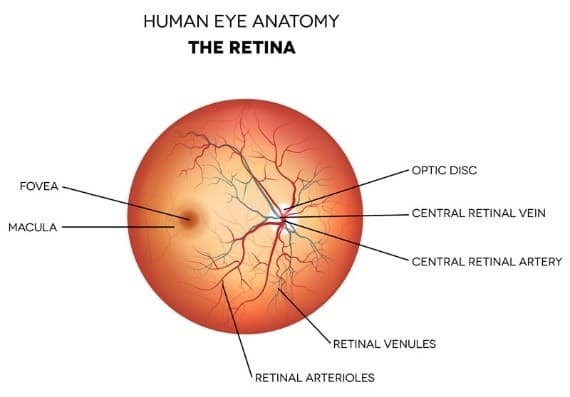 Illustration for RNA Therapies for Inherited Retinal Diseases (Medical Biotechnology)