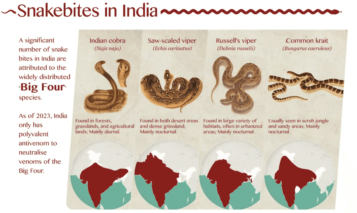 Illustration for India’s Snakebite Burden and Antivenom Gaps (Antivenom)