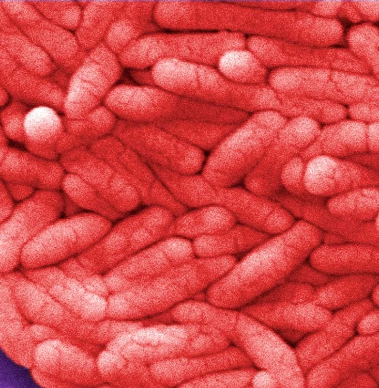 Illustration for Salmonella Outbreak Link with Climate (Foodborne Pathogen)