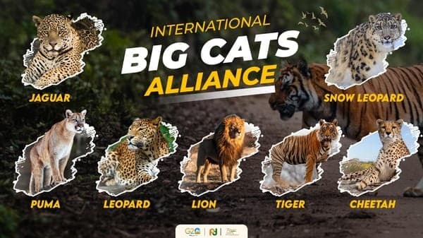 Illustration for International Big Cat Alliance Treaty (Big Cat Conservation)