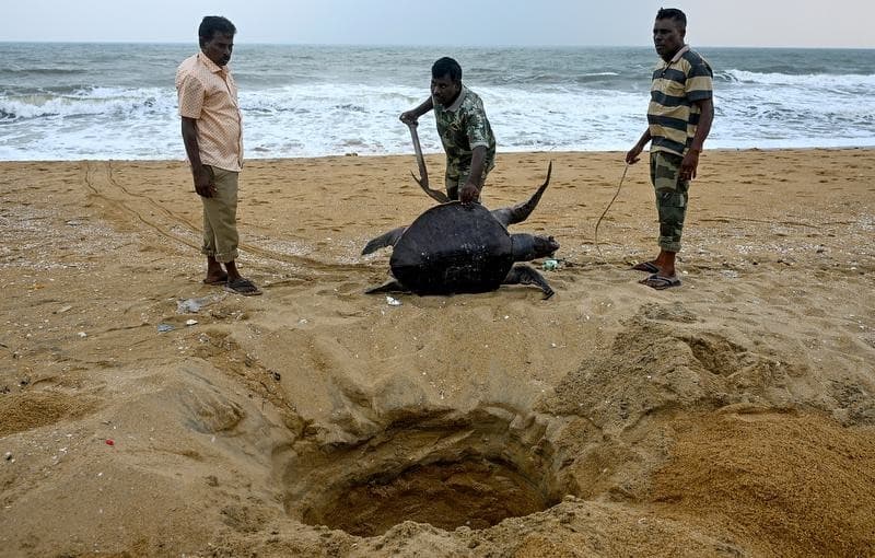 Illustration for Olive Ridley Mass Mortality (Olive Ridley)