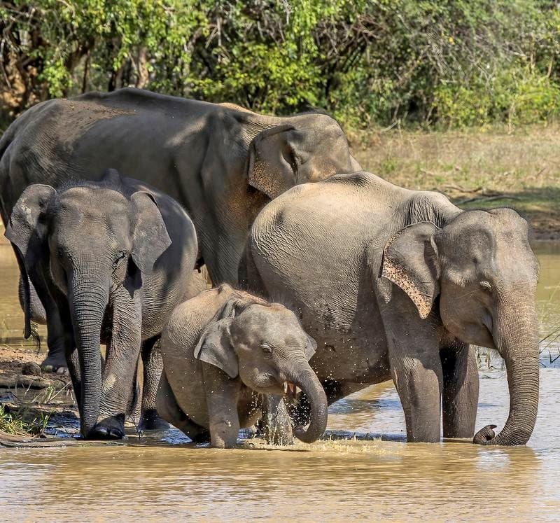 Illustration for Asian Elephant Trumpeting Study (Elephant Communication)