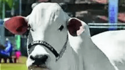 Illustration for Ongole Cattle Breed Traits (Ongole Cattle)