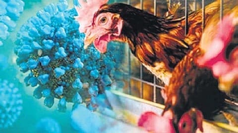 Illustration for Avian Influenza H5N1 Outbreak Risks (Zoonotic Disease)