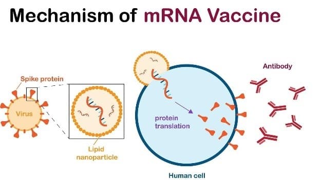 Illustration for mRNA Cancer Vaccine Technology (Cancer Vaccine)