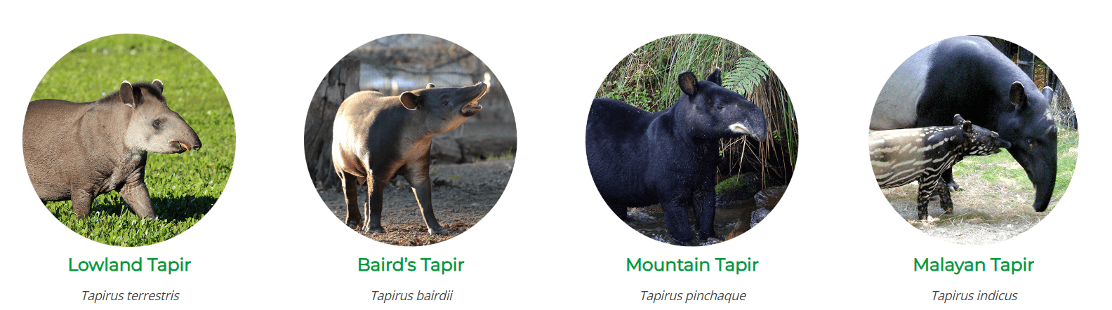 Illustration for Digital Brand Identity Manual Initiative (E-Governance Standards)