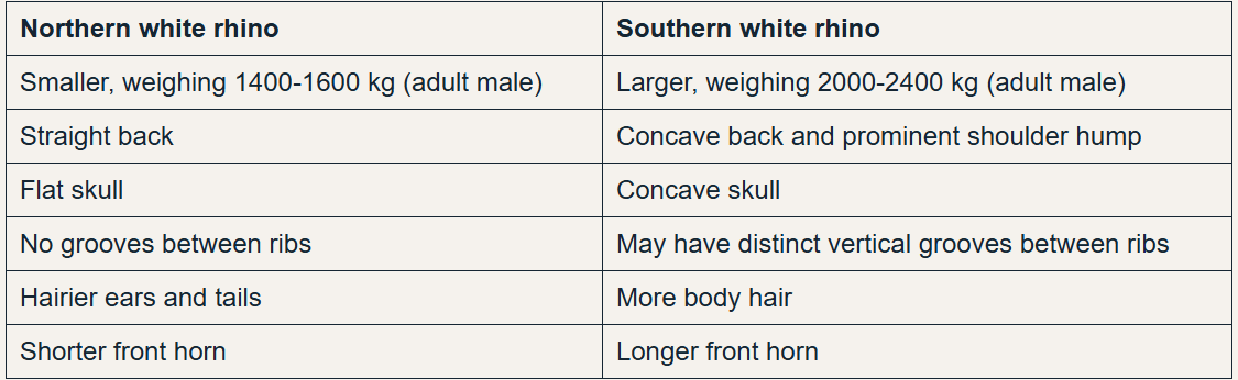 Illustration for White Rhino IVF Conservation Efforts (White Rhino)