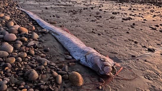 Illustration for Oarfish Sightings Folklore (Deep-Sea Oarfish)