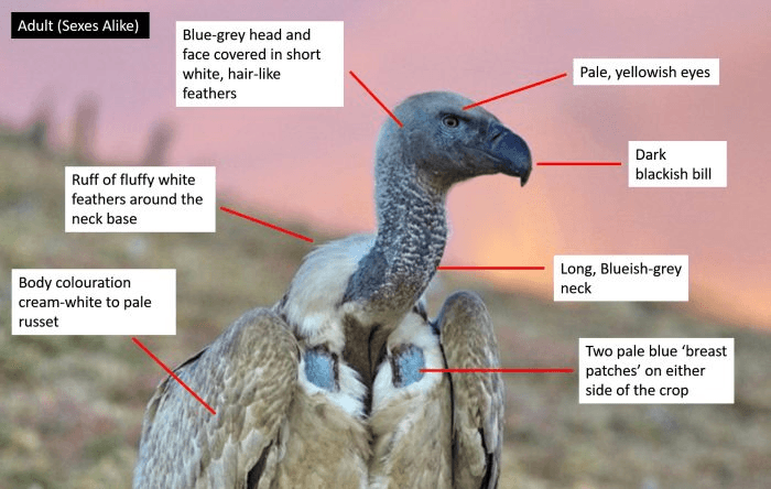 Illustration for Cape Vulture Sighting South Africa (Cape Vulture)