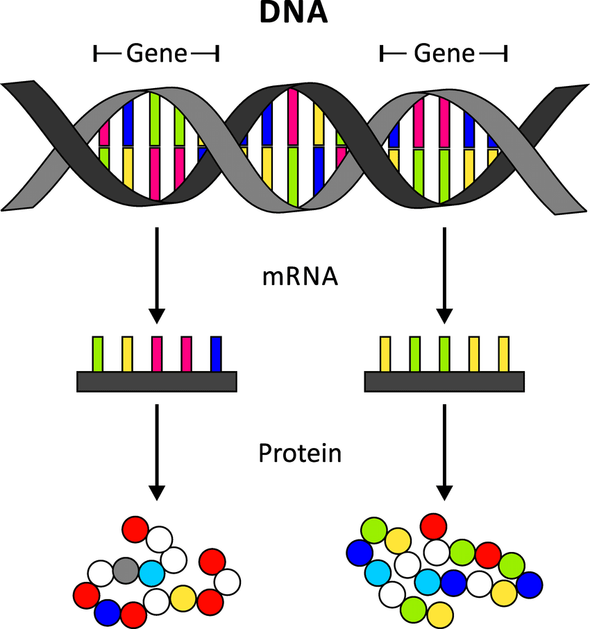 Illustration for Ultra-Conserved Elements Prevent Infertility (Ultra-Conserved Elements)