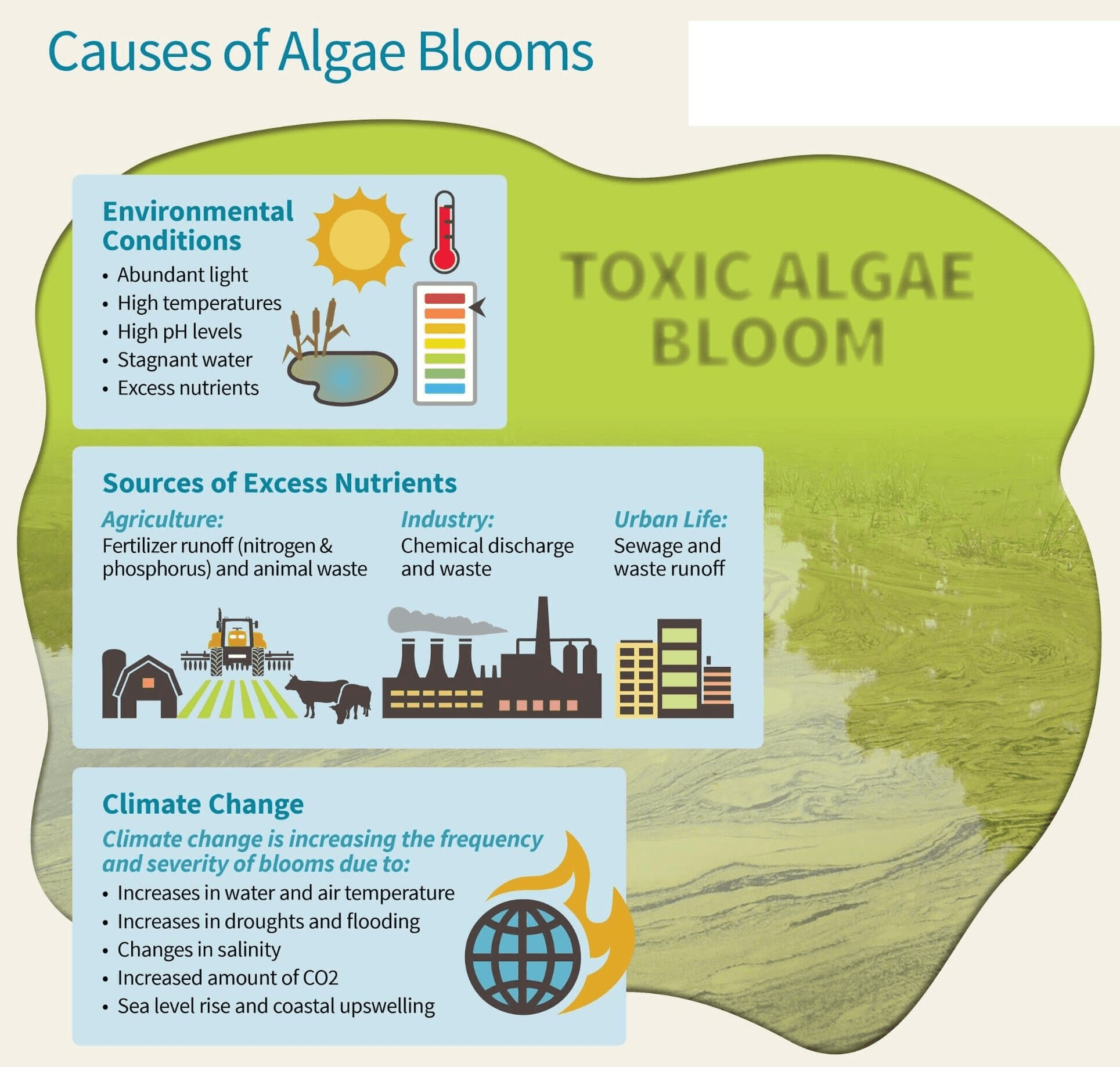 Illustration for Algal blooms risk in River Thames (Algal Blooms)