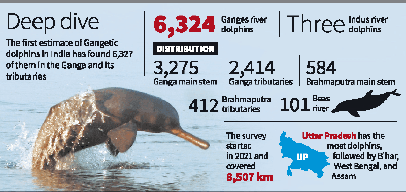 Illustration for Gangetic Dolphin Population Survey (Gangetic Dolphin)