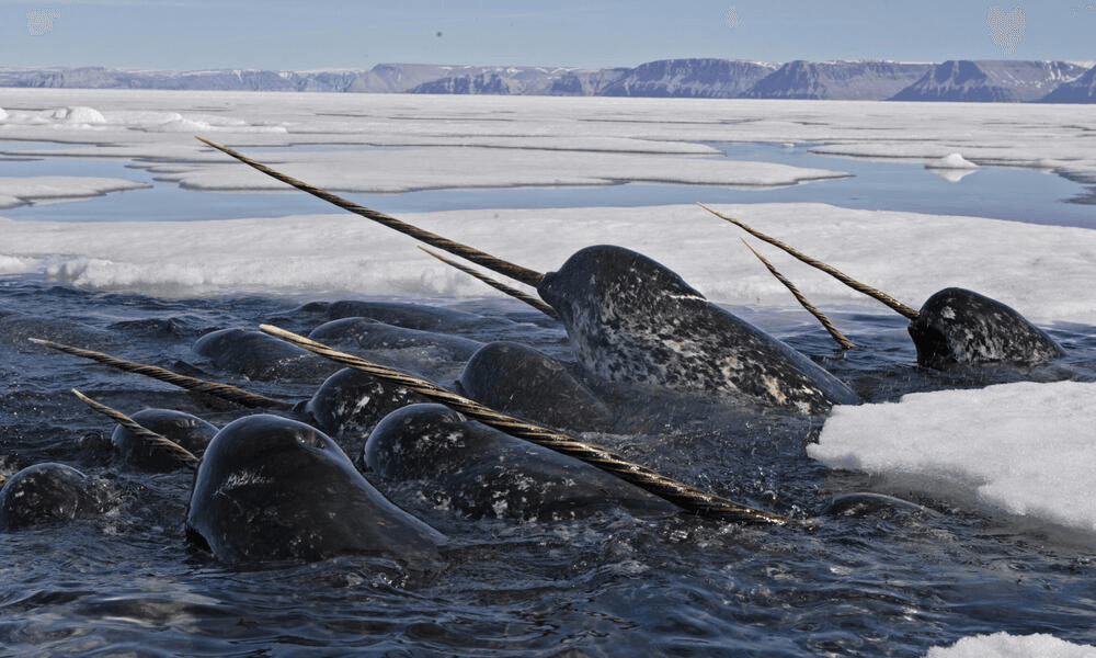Illustration for Narwhal Species Overview (Arctic Cetacean)