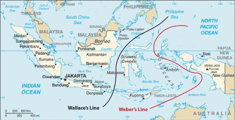 Illustration for Wallace Line Biogeographical Boundary (Biogeography)