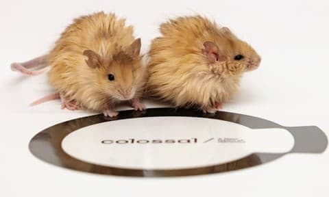 Illustration for Gene-Edited Woolly Mice Proof-of-Concept (Genetic Engineering)