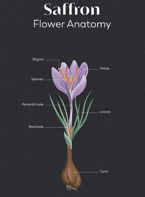 Illustration for Jalanatheswarar Temple Heritage (Dravidian Architecture)