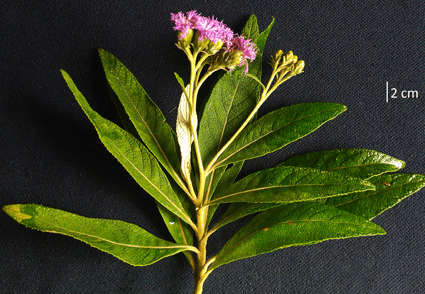 Illustration for Uniyala keralensis New Endemic Plant (Endemic Plant)