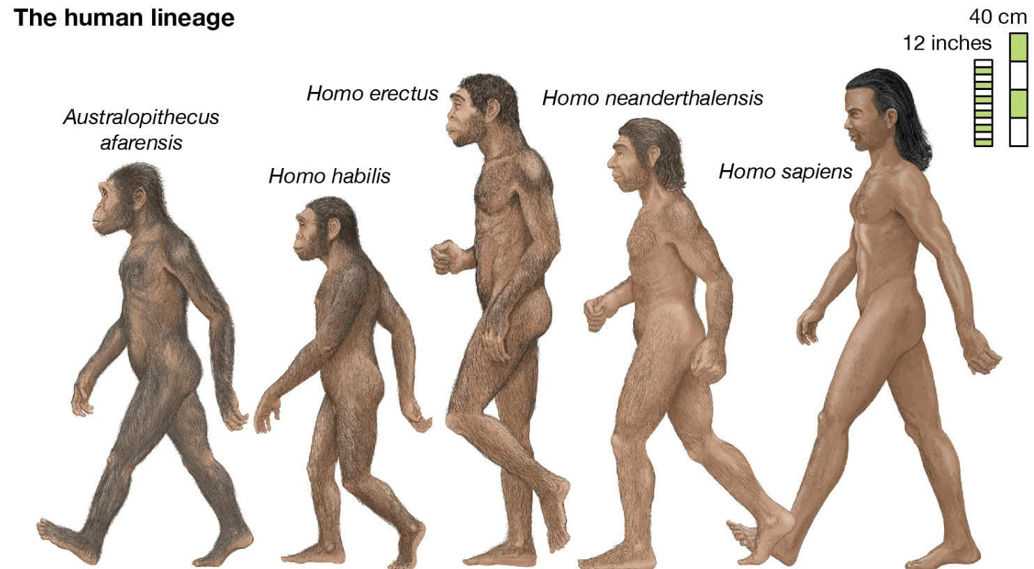 Illustration for Human Evolution Dual-Ancestry Study (Human Evolution)