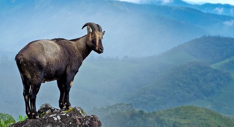 Illustration for Nilgiri Tahr Census Initiative (Endemic Ungulate)