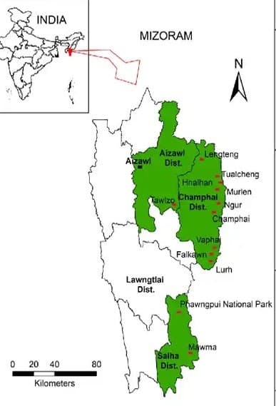 Illustration for Golden Tiger Variant in Kaziranga (Rare Tiger Variant)