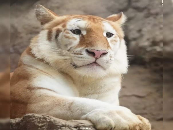 Illustration for Olive Ridley Turtle Lineage Study (Olive Ridley Turtle)