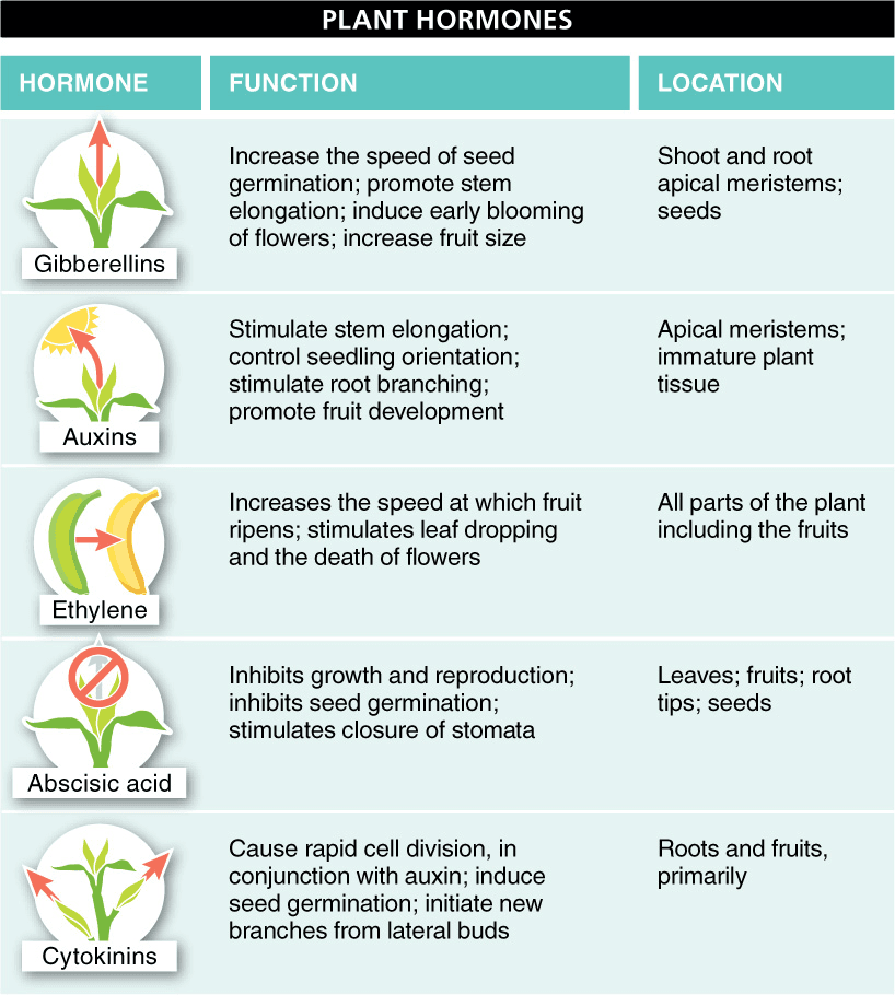 Illustration for Industrial Ammonia Gas Leak Hazards (Industrial Disasters)