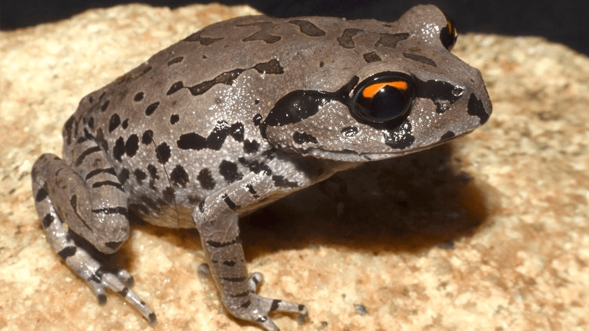 Illustration for NMCG Executive Committee Approvals (Clean Ganga Mission)