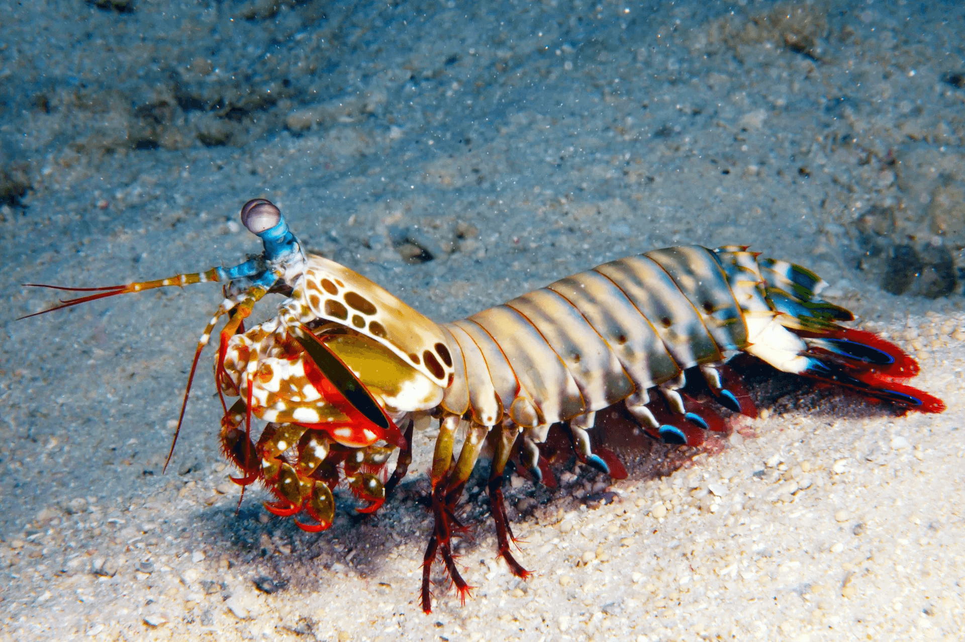 Illustration for Mantis Shrimp Metamaterial Insights (Biomimetic Materials)