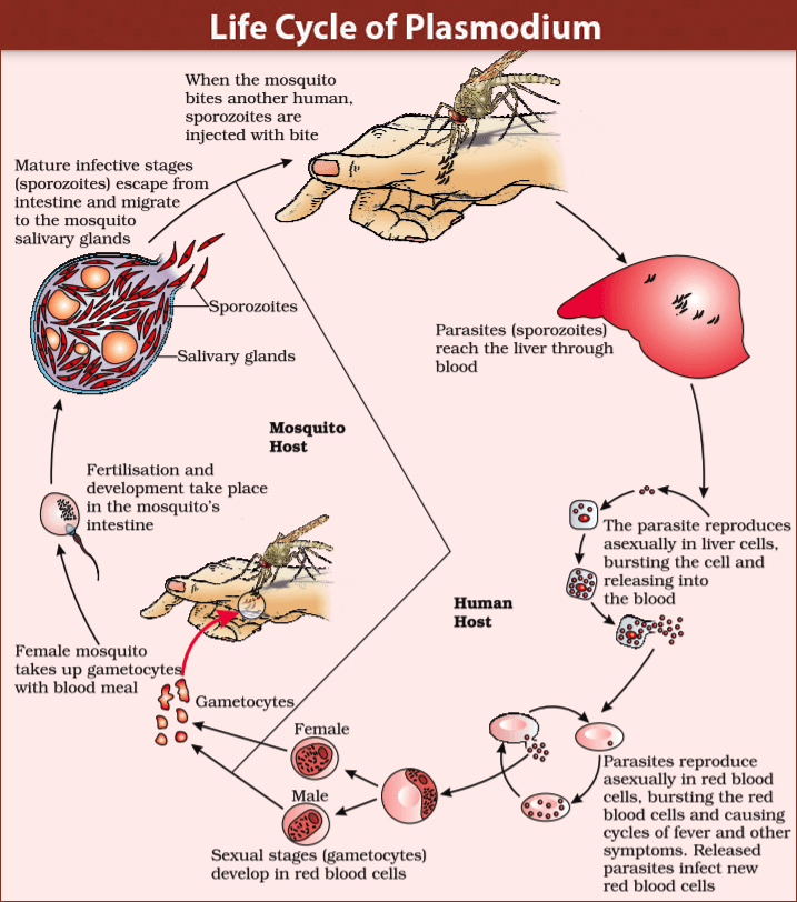 Illustration for World Malaria Day 2025 Highlights (Vector-borne Disease)