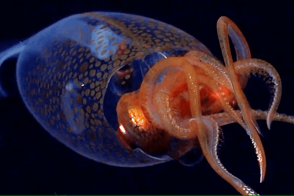 Illustration for Colossal Squid Deep-Sea Discovery (Deep-Sea Species)