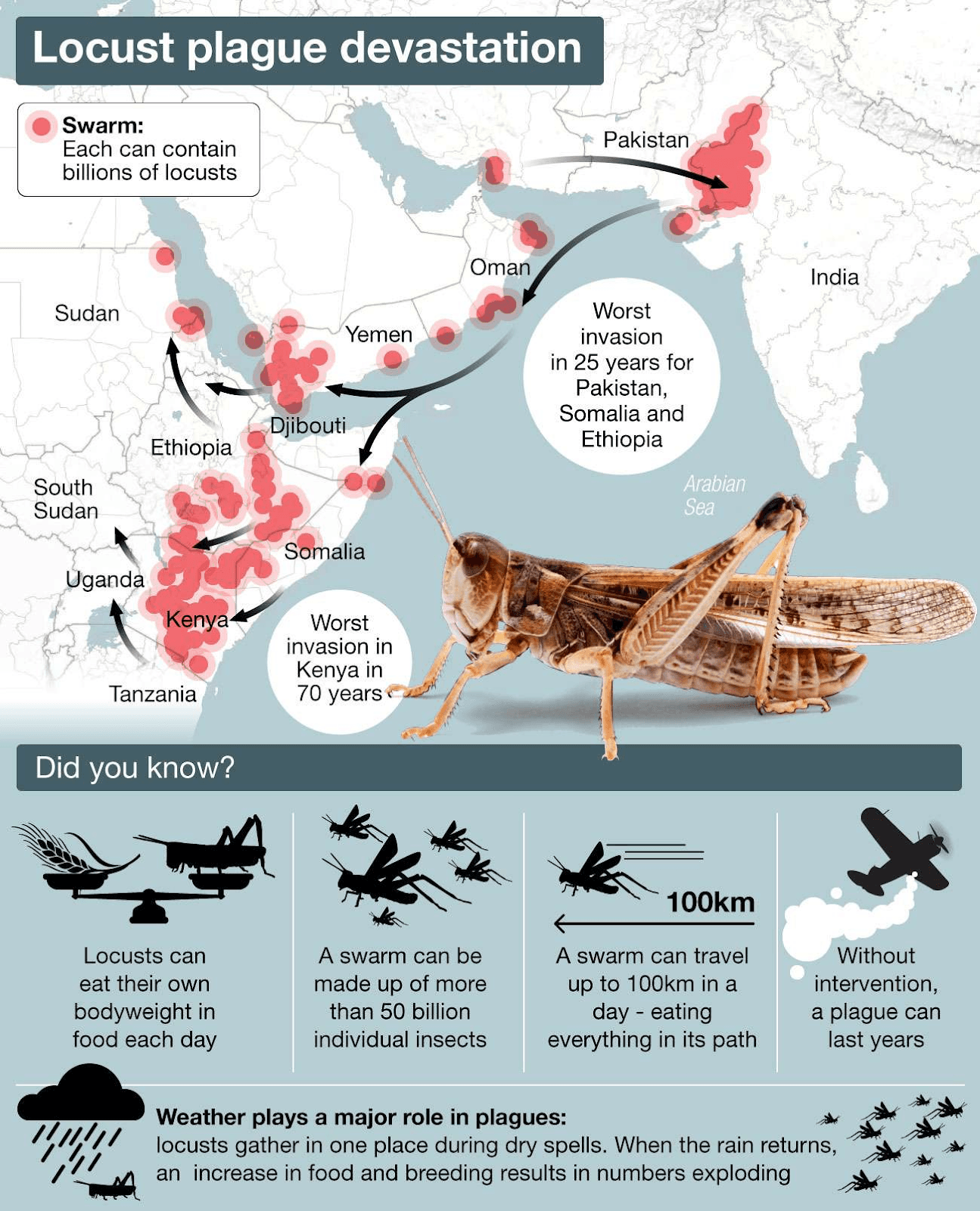 Illustration for Locust Swarm Cognitive Behaviour Study (Desert Locust)