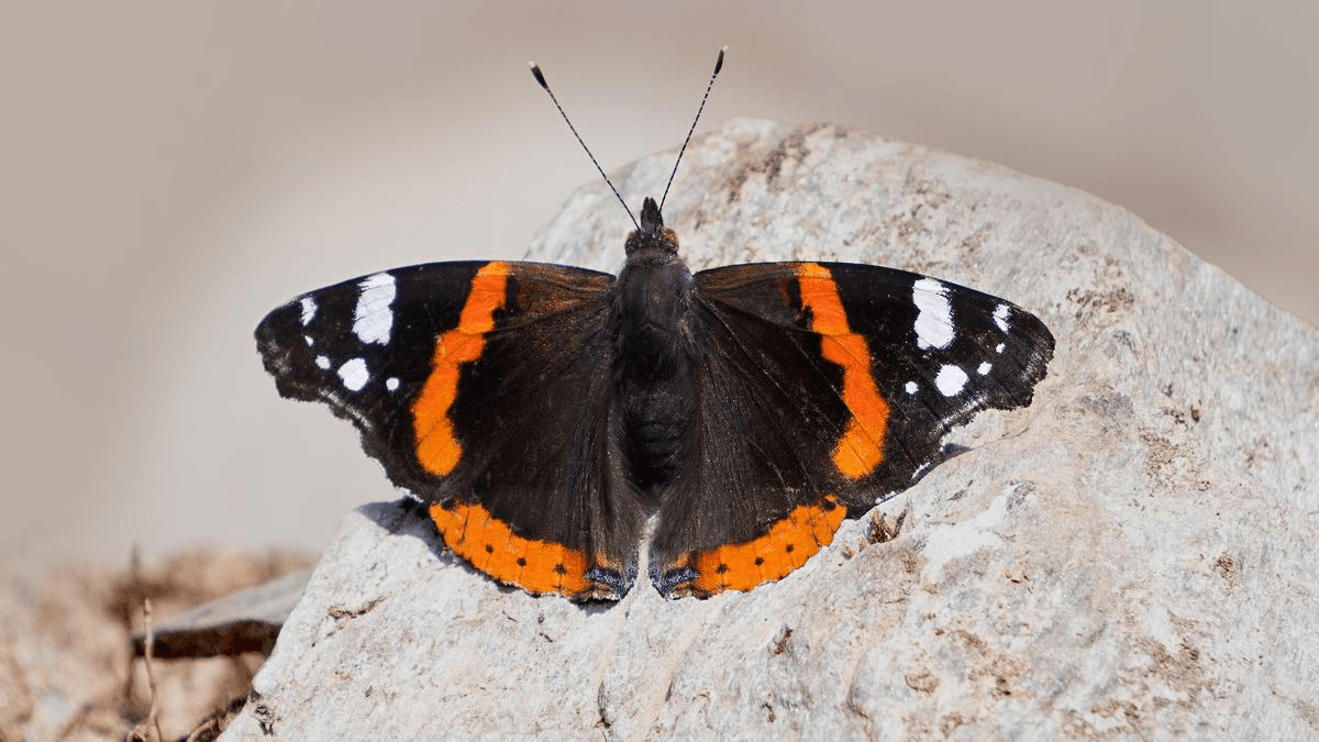 Illustration for Global Rise in Vaccine-Preventable Diseases (Immunisation)