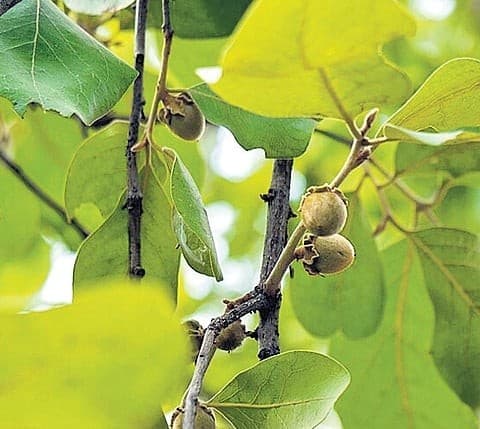 Illustration for Forest Rights Act Rights-Based Conservation Model (Forest Rights Act)