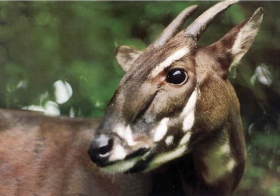 Illustration for Saola Conservation Genome Breakthrough (Critically Endangered)