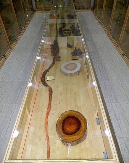 Illustration for Record Longest Banana Infructescence (Wild Banana)