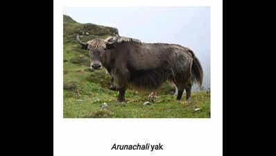 Illustration for Indian Yak Genomic Breakthrough (High-Altitude Bovine)